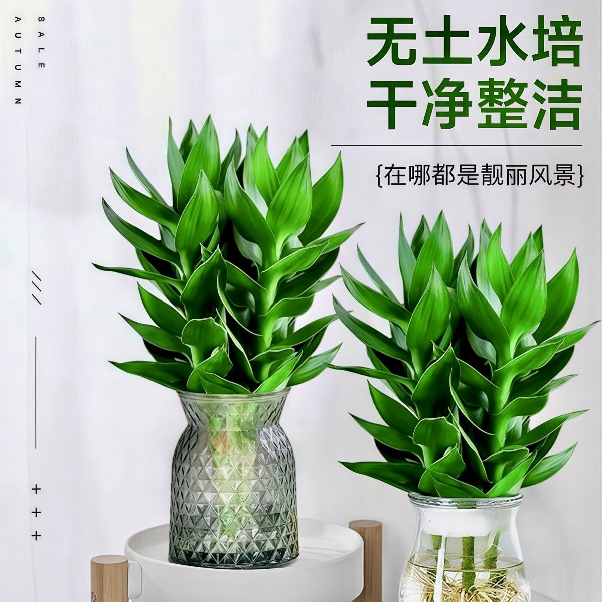 四季招财好运旺宅水培观音竹富贵水竹客厅室内办公盆栽绿植除甲醛