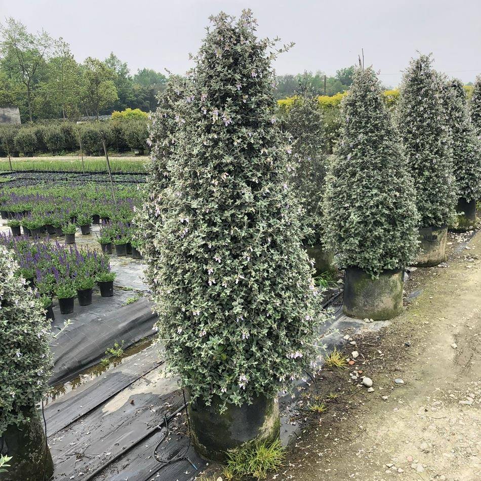 水果兰塔形成都园林绿化苗木花境植物造型植物绿植盆栽花卉