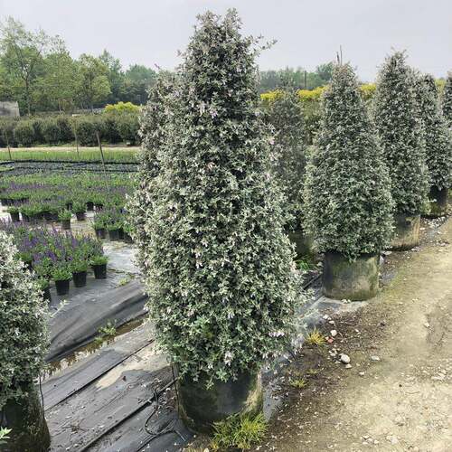 水果兰塔形成都园林绿化苗木花境植物造型植物绿植盆栽花卉