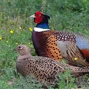 (活鸡发货)2公广西正宗七彩山鸡成年山鸡到家五谷杂粮散养