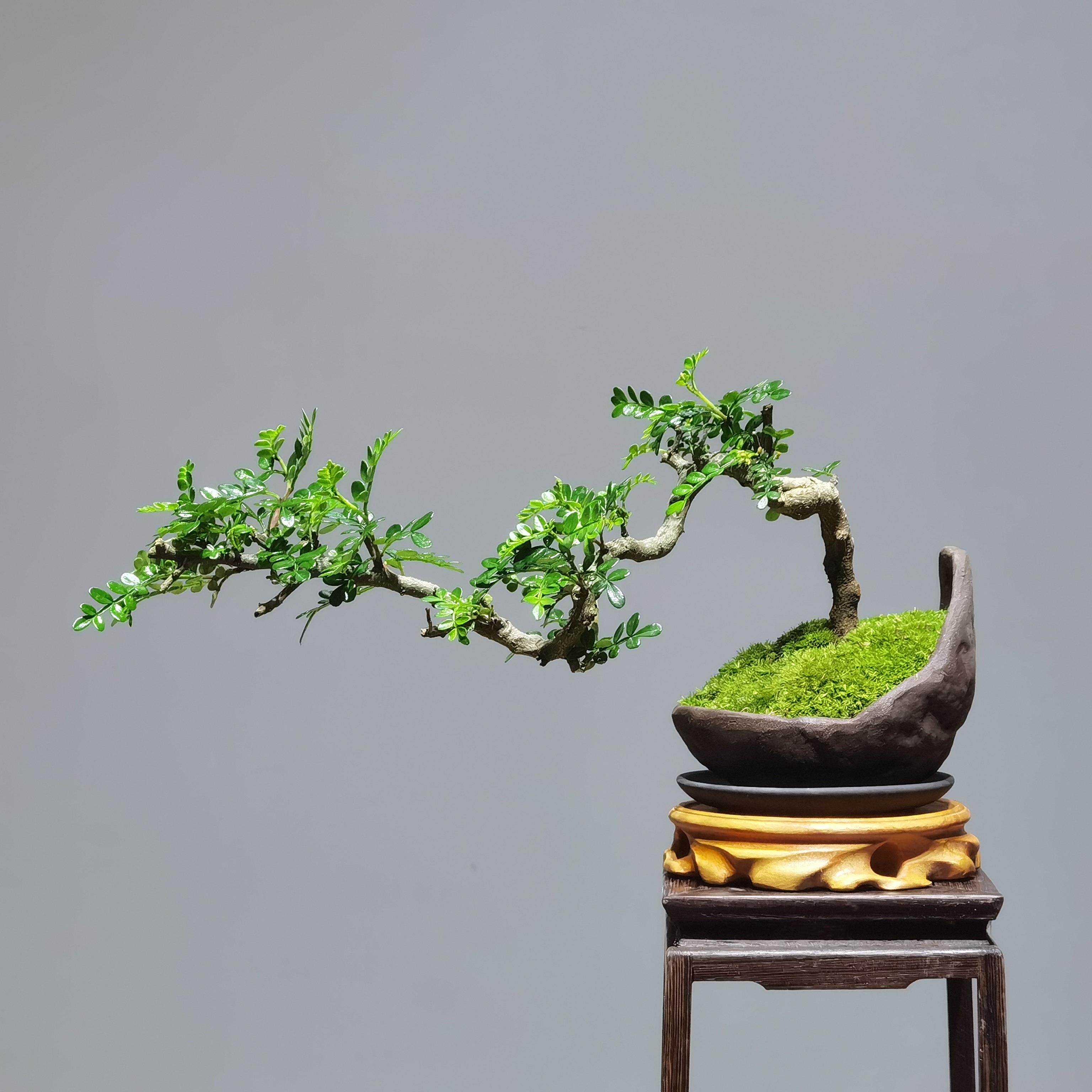 禅意悬崖老桩造型胡椒木清香木盆景室内茶室几办公桌常青绿植盆栽