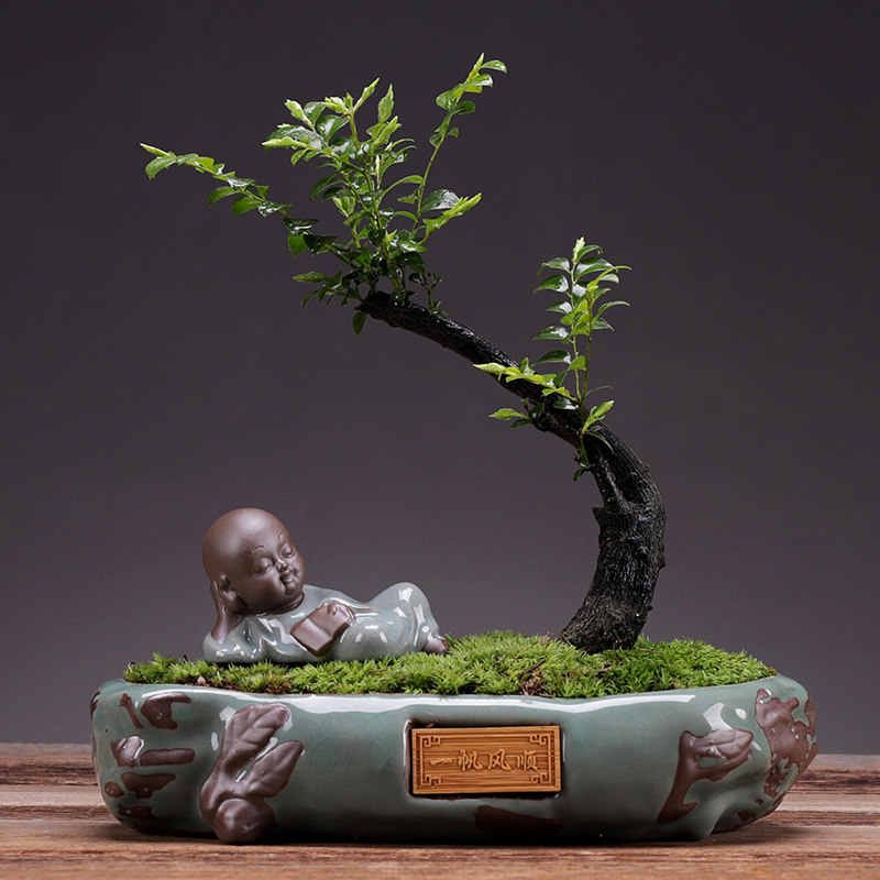 小叶紫檀盆景老桩绿植榕树植物树桩造型文竹盆栽室V内办公桌面摆