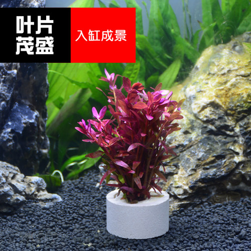 速发斗鱼缸水草造景装饰植物瓷植陶定环四季懒造真草无土人景