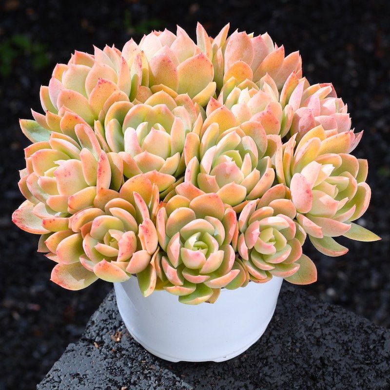 速发丝绸面纱多肉植养红鹤组合小盆栽肉肉新手大颗老桩好物云南直