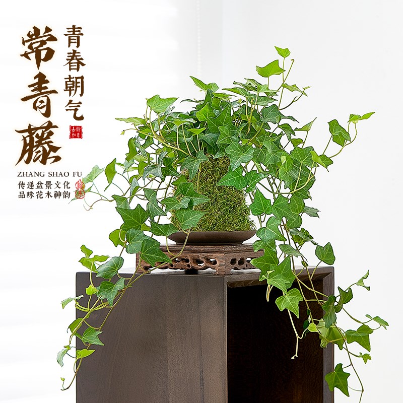 速发常春藤盆栽室内青兰垂吊藤蔓苔藓球水培植物净养空气长吊藤好