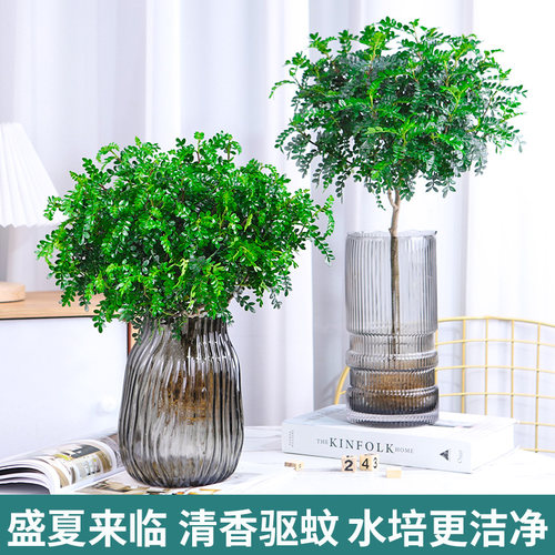 速发水培植物木香木盆栽清香胡椒桌室内清面防虫驱蚊四季常青水养