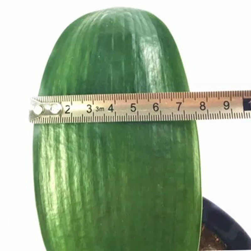 速发君子兰盆栽好养高端精品花苗带盆栽好懒人植物小苗室内花卉