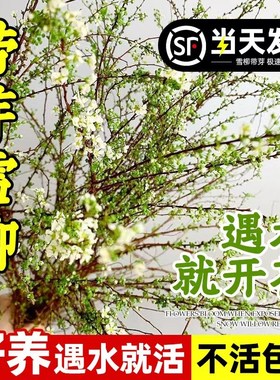 速发雪柳厅枝干枝带客苞水养枝水培植物盆栽枝条室内花鲜花卉老桩