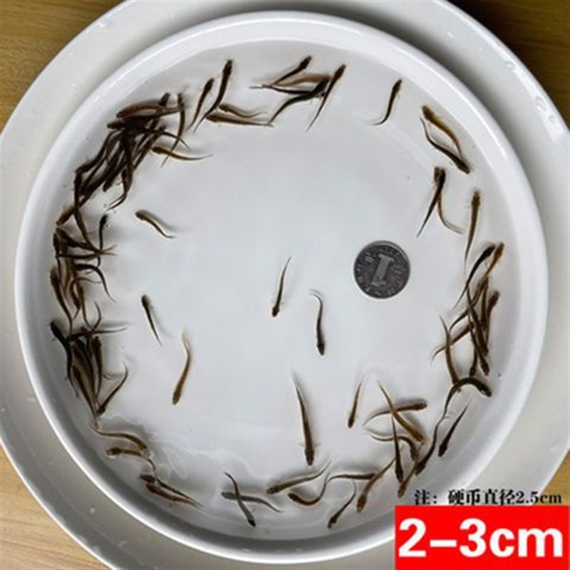 速发养鳅苗鲜活喂养钓鱼希鱼活饵乌龟饲料泥鳅泥殖淡水观赏鱼龙良