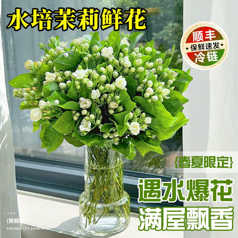 速发茉莉花水培植物鲜切花花带花苞插束客厅卉花桌面水养九里香绿
