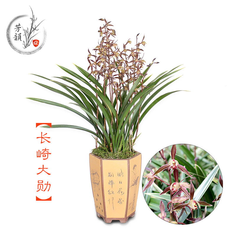 速发长崎大勋金边墨兰兰花苗报岁兰阳台庭院观花植物美观环境盆栽