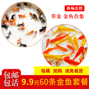 速发草锦鲫锦鲤活鱼观赏鱼淡水鱼冷水鱼小型鱼苗红红草金