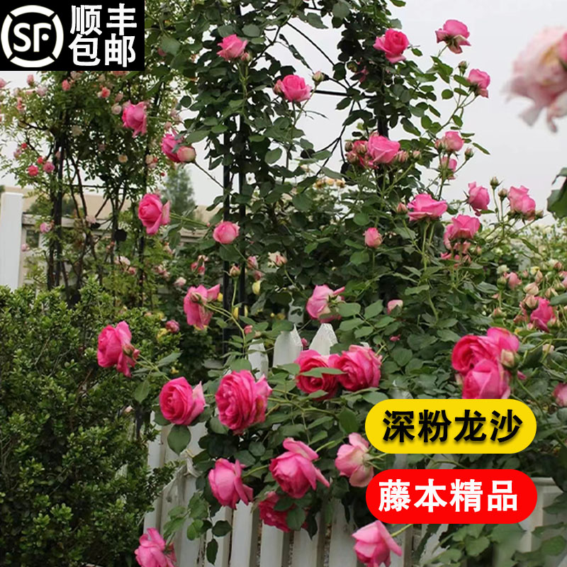 速发深爬龙沙宝石月季花香盆栽特大花浓苗四季庭院台花卉粉藤蔷薇