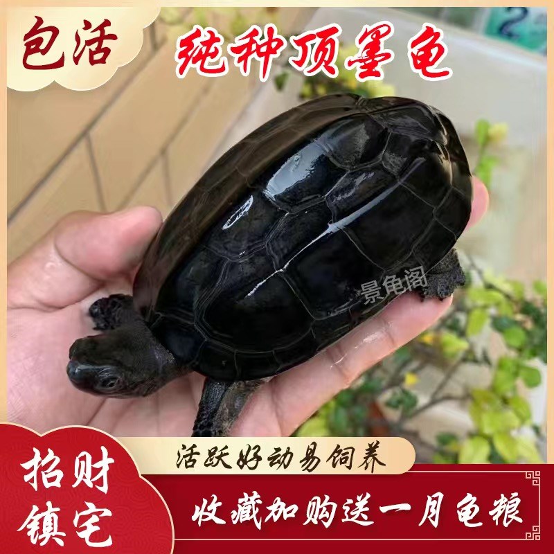 现货速发乌龟顶墨龟纯种全黑龟苗冷水外塘中华草龟公小乌龟活物长