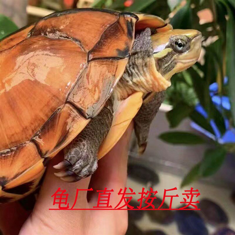 现货速发纯种正宗石金钱龟招财乌龟家庭饲养冷水观赏龟长寿稀有龟