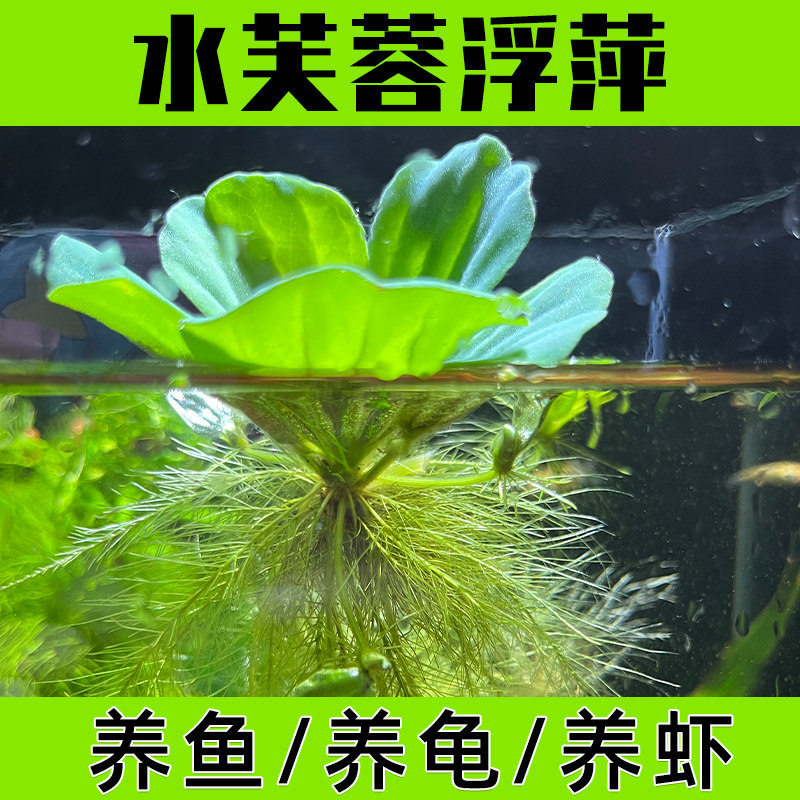 现货速发鱼池水葫芦水草水芙蓉鱼缸水生植物苗鱼缸造景浮萍浮草凤