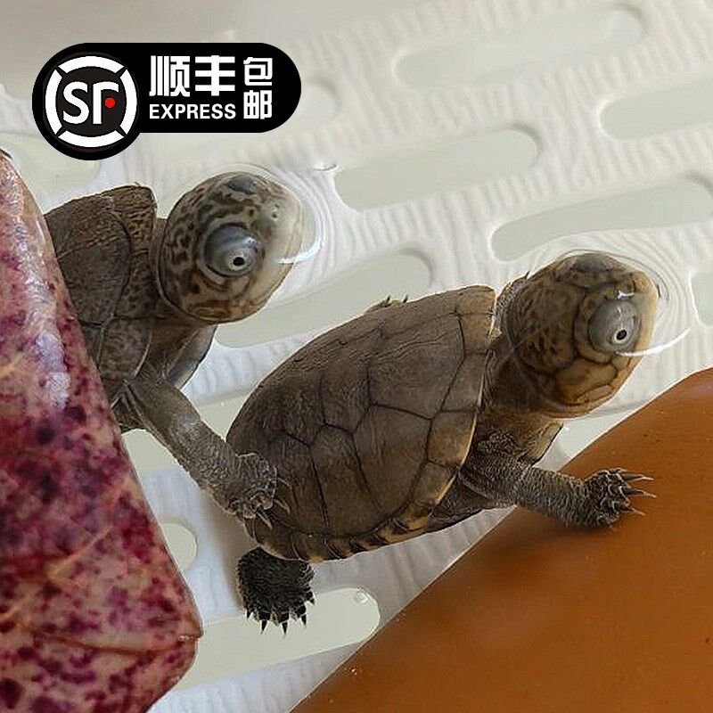 现货速发西非侧颈龟沼泽乌龟仰泳猪深水蛋龟苗活物吃鱼缸粪便红面