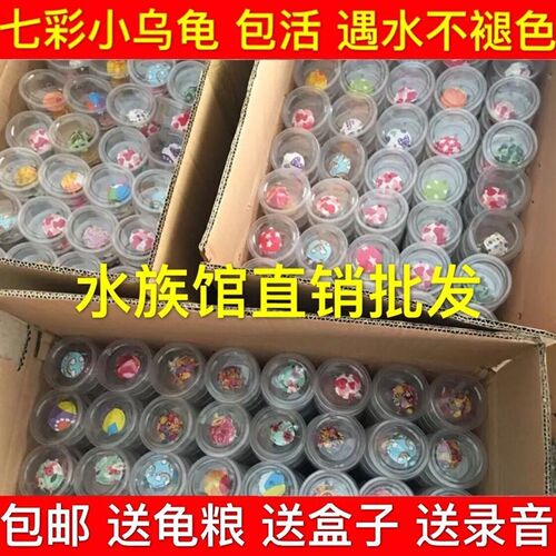 现货速发七彩小乌龟龟可爱龟观赏龟夜市摆摊工厂