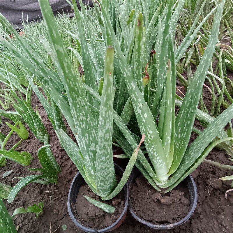现货速发中华芦荟苗盆栽斑纹芦荟中国芦荟芦荟食用芦荟植物,