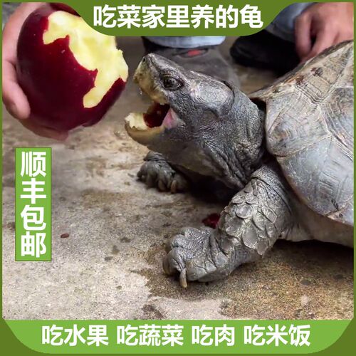 现货速发素食龟巨型吃菜龟活物吃素龟水果蔬菜观赏招财超大两栖半