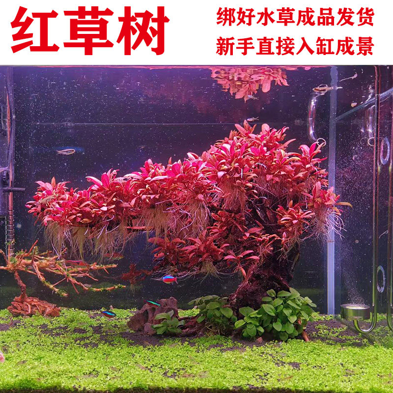 现货速发红草树生命之树水草树沉木鱼缸造景装饰增氧淡水植物水培