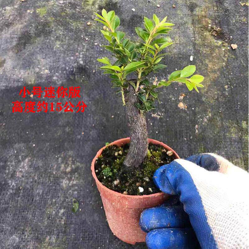 现货速发老桩小叶紫檀盆景树桩黑骨茶盆栽办公室内植物四季常青耐