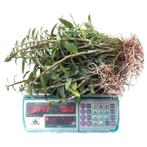 现货速发三年铁皮石斛苗盆栽1斤可食用铁皮石斛苗非霍山石斛兰 兰