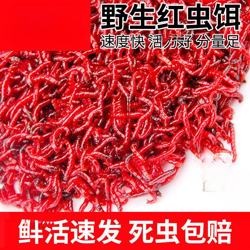 现货速发鲜活红虫活饵特大号公虫喂拉饵钓鱼蚯蚓野钓饵料