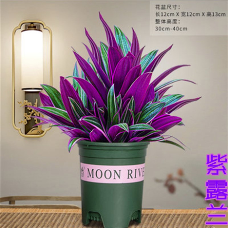 现货速发紫露兰盆栽室内植物花卉好养油画吊兰客厅净化空气小绿植