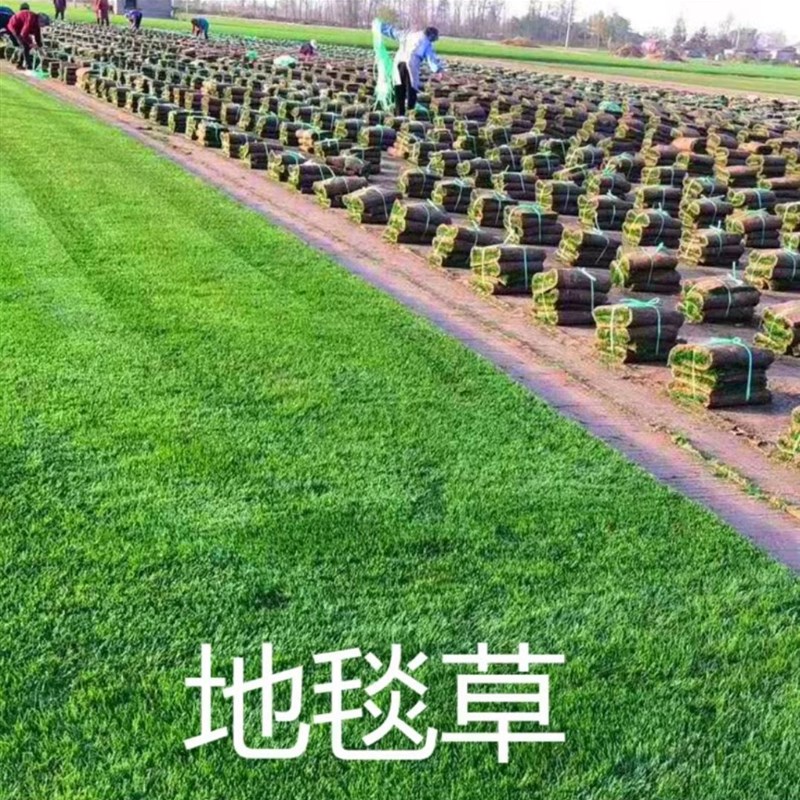 现货速发带泥土大叶油草四季青草坪真草皮耐踩踏耐阴耐旱庭院绿化