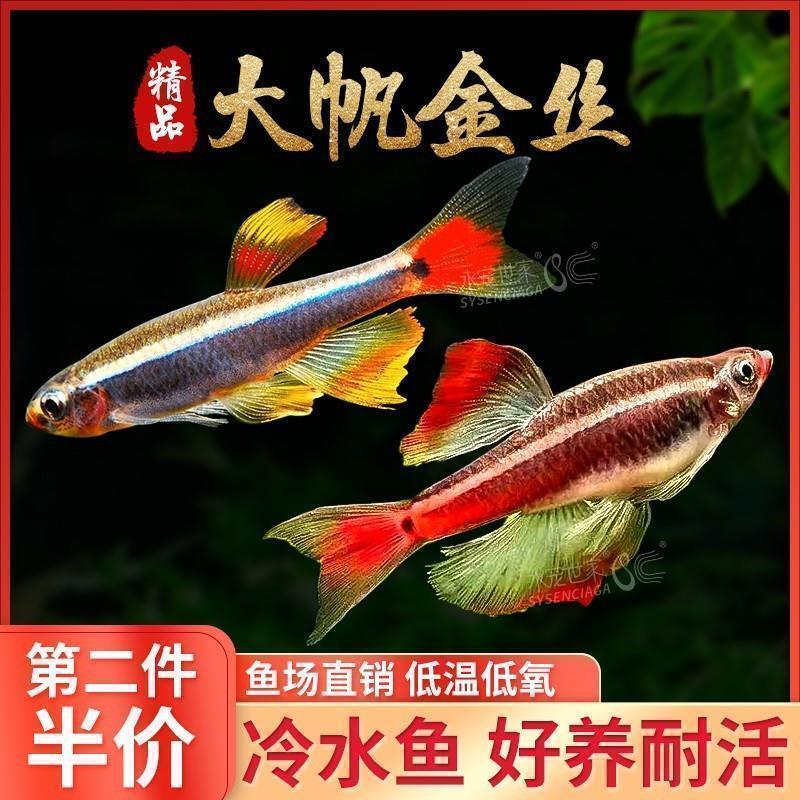 现货速发白云金丝鱼大帆瑰丽金丝火焰金丝新手观赏羣游鱼红尾灯科