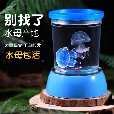 赤月水母活物包邮饲养宝宝学生小孩家养宠物好养赤月宠物动物活物