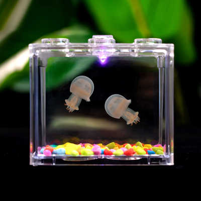 无毒好养小水母活物小宠物