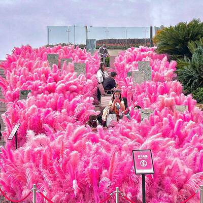 色芦粉苇干花内网红景观花束婚饰庆商场橱窗装红色WNU芦苇花室外