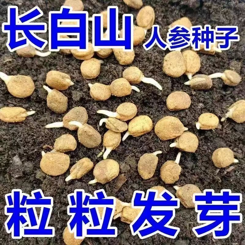 长白山人参种子一年四季种植东北西洋参种子盆栽草本植物药材种子