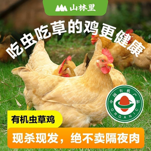 山林里现杀有机虫草鸡 有机土鸡 散养走地鸡老母鸡鸡整只新鲜鸡肉