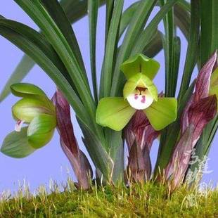 【冯达锋国兰】样品兰花苗浓香型春兰：大富贵