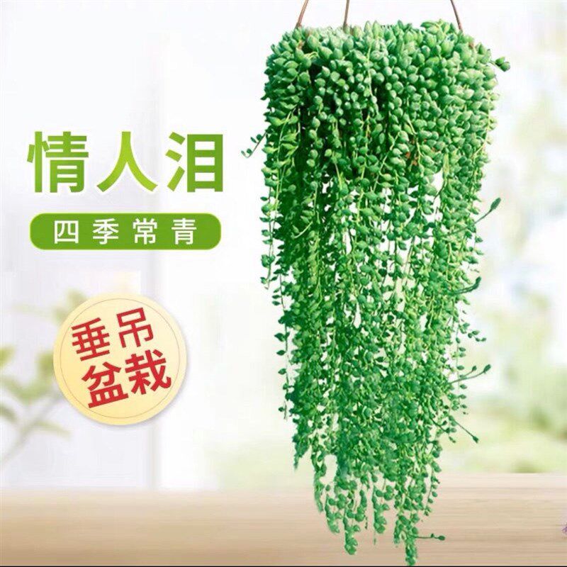 现货速发彩色紫玄月锦垂吊多肉花室内台绿植带香味景观植物带盆载