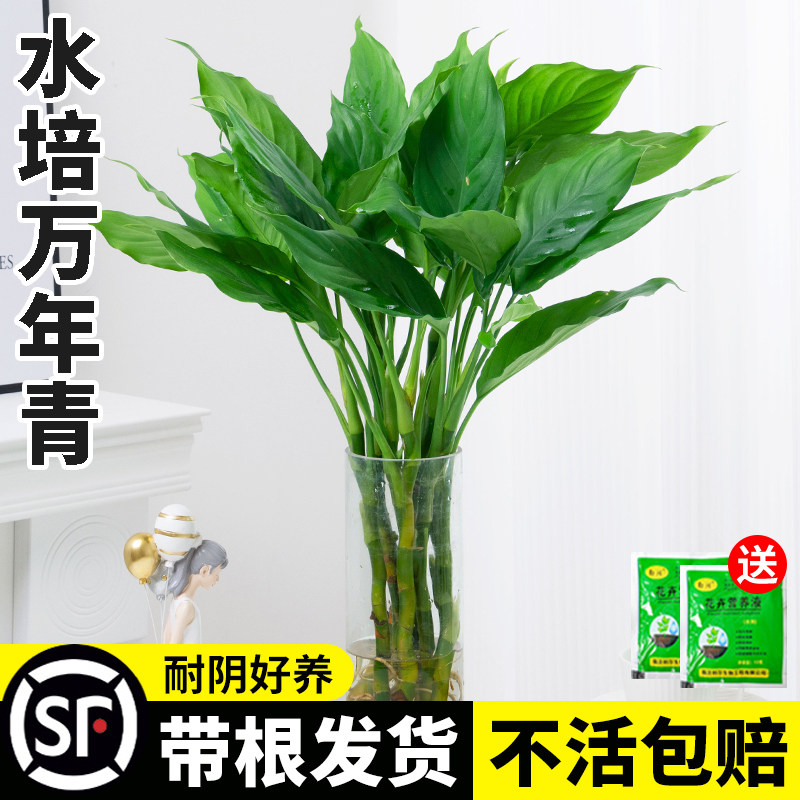 现货速发水培植物年青盆栽办公室桌面富贵竹室内客厅吸甲醛四季好