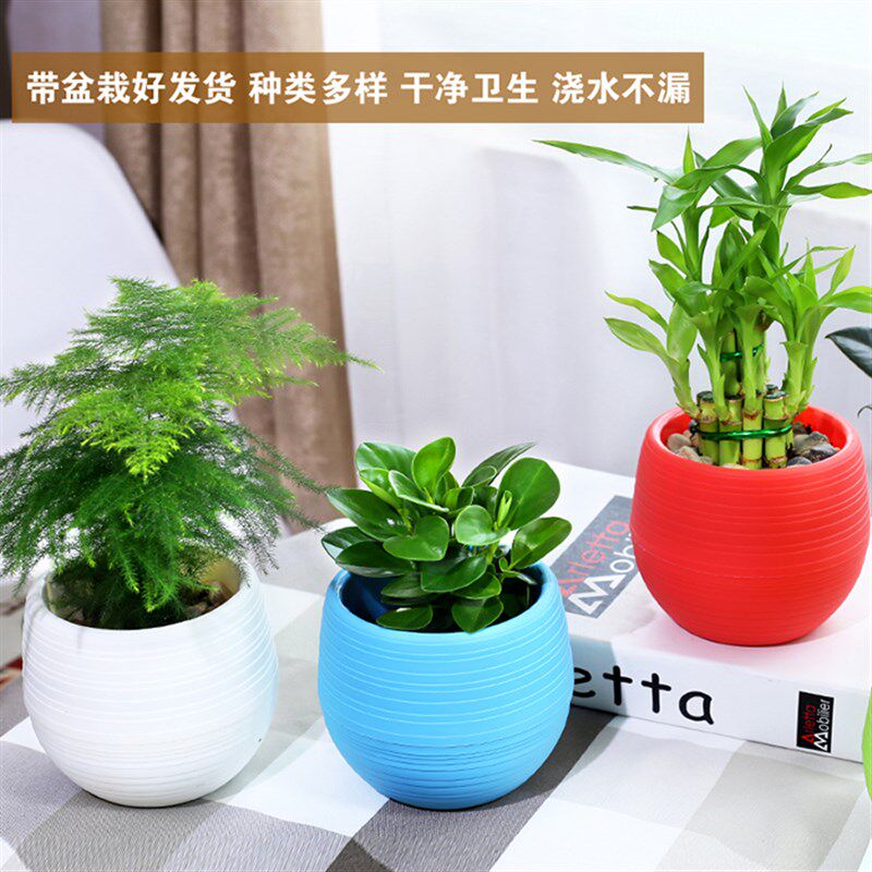 现货速发发财树栀子花文竹绿萝芦荟办公室内净化空气绿植桌面花卉