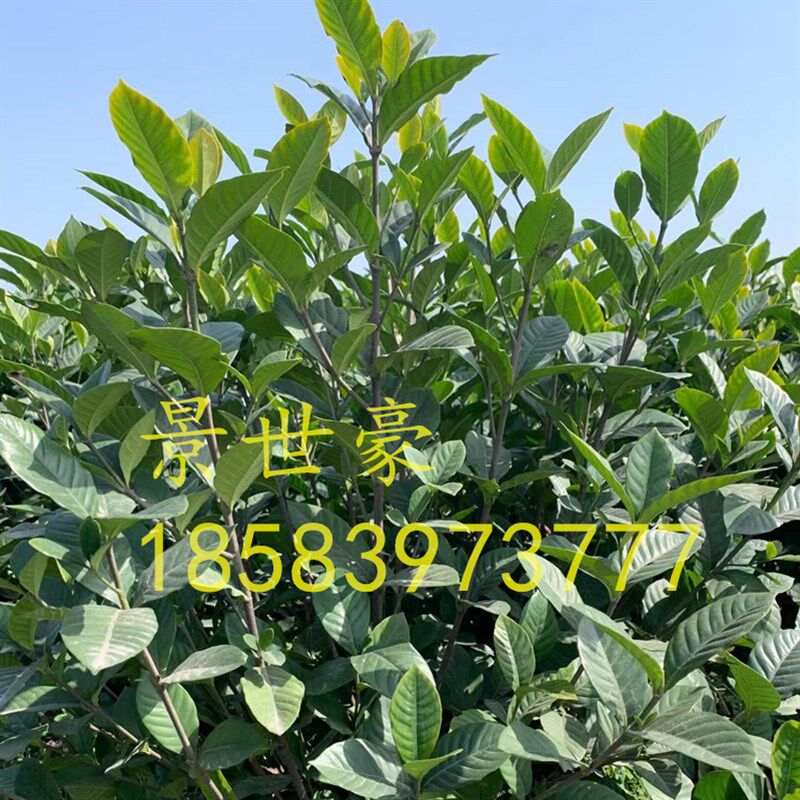 现货速发大叶小叶栀子花苗绿植四季好养的花开花清香植物