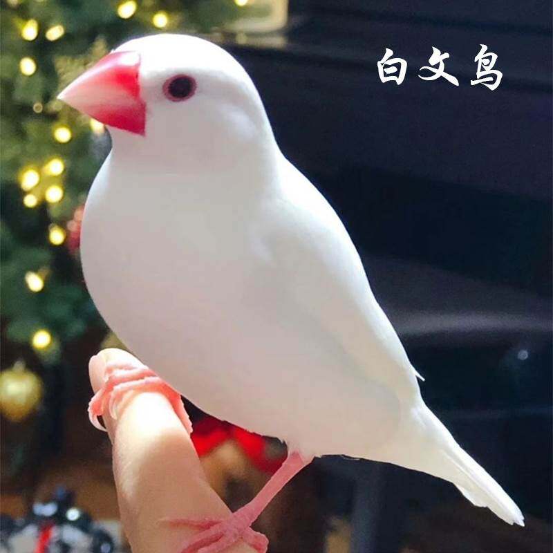 速发珍珠鸟活物灰白文鸟七彩鸟文灰白珍珠活鸟萌鸟养对小手一鸟
