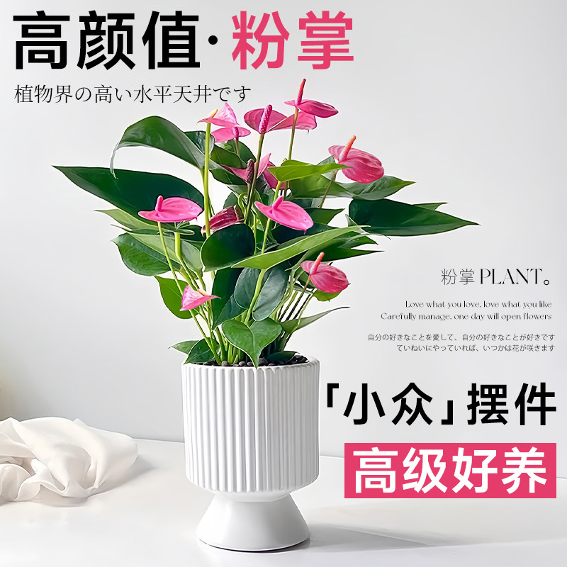 速发粉掌盆栽带花水花植物小叶红掌彩掌白绿一帆风顺室内好养培卉