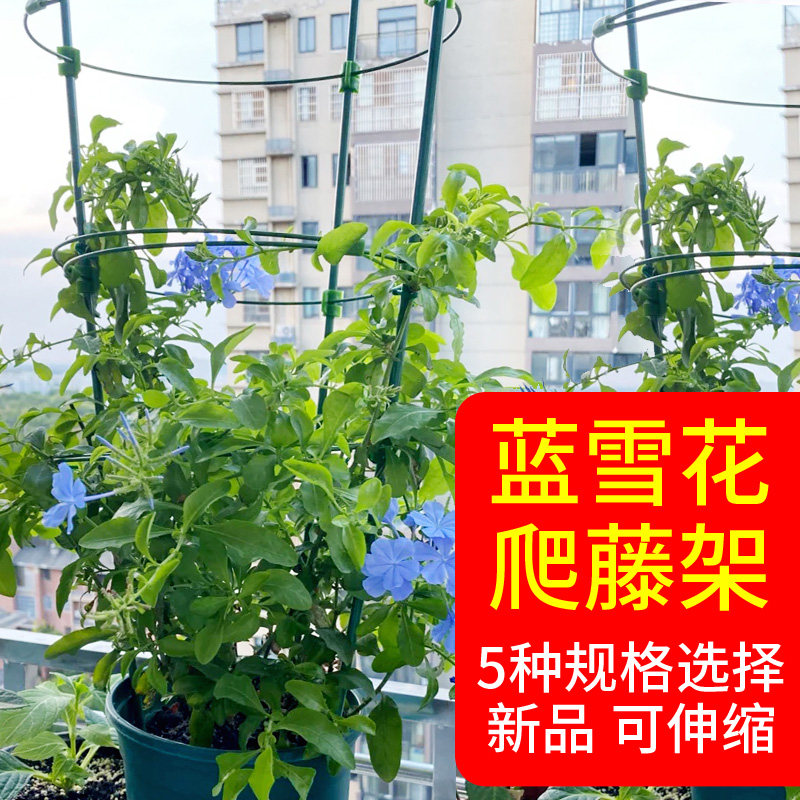 速发蓝雪花支架山乌龟爬藤架蔷薇爬藤支架风车茉莉爬架阳台室内花