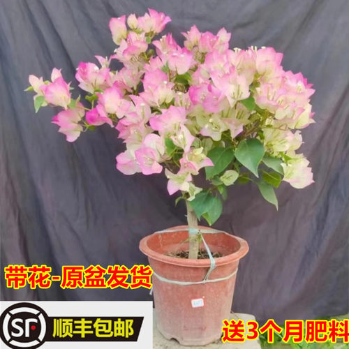 三角梅盆栽带花绿樱勤花爬藤花卉阳台庭院K耐热漳红樱老桩重瓣大