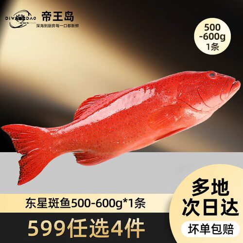 【599任选4件】鲜活冷冻东星斑500-600g*1条