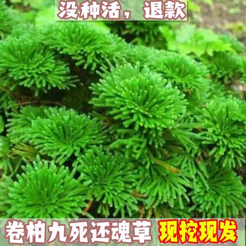 速发卷柏九死还魂草假山组合吸卉石水蒲桌面花菖植物盆景盆栽
