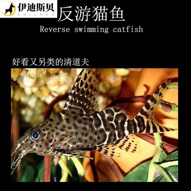 招财猫鱼活鱼水族鱼缸观赏鱼清洁鱼清洁垃圾鱼红龙招财猫反游