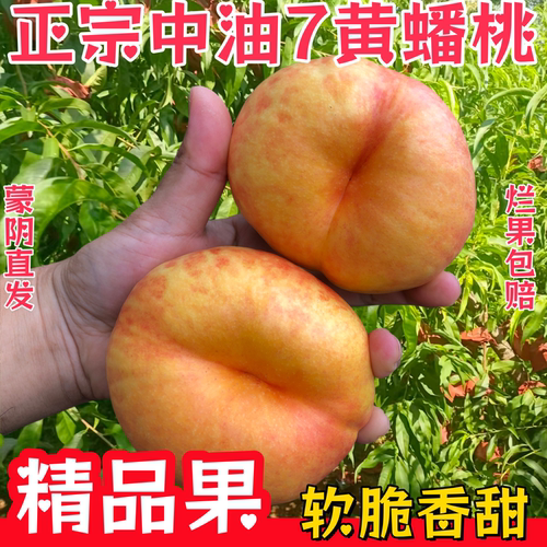 蒙阴中油7号蟠桃现摘脆甜无毛