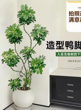 绿植内室盆鸭栽客厅大造型鸭脚大木型掌净化空气懒人四季常青le1H